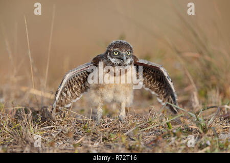 Grabende Eule juv, Florida, (Athene cunicularia) Stockfoto