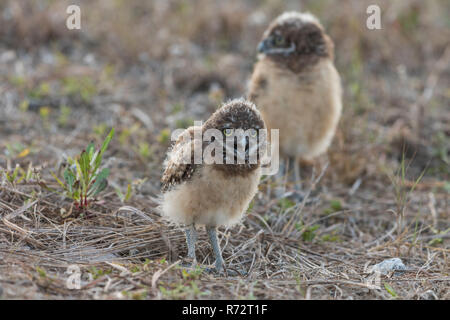 Grabende Eule juv, Florida, (Athene cunicularia) Stockfoto