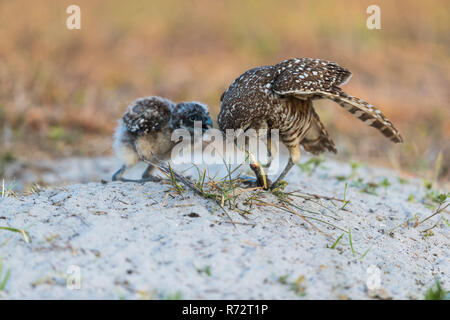 Grabende Eule mit Schlange, Florida, (Athene cunicularia) Stockfoto