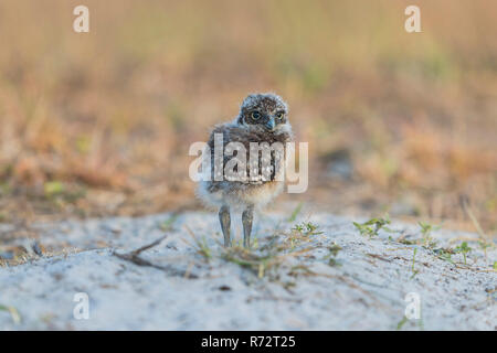 Grabende Eule juv, Florida, (Athene cunicularia) Stockfoto