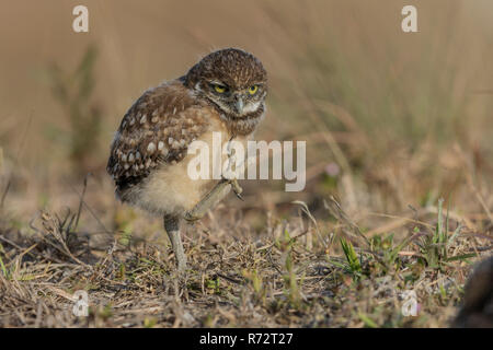 Grabende Eule juv, Florida, (Athene cunicularia) Stockfoto