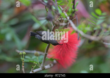 Seychellen sunbird, Seychellen, (Cinnyris dussumieri) Stockfoto