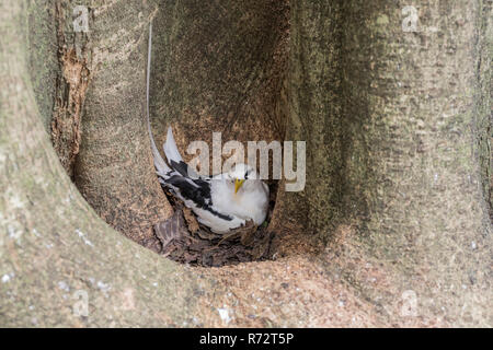 White-tailed tropicbird, (Phaethon Lepturus), Bird Island, Seychellen Stockfoto