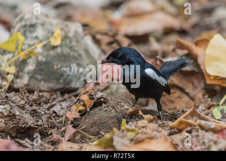 Seychellen magpie - Robin, Cousin Island, Seychellen, (Copsychus sechellarum) Stockfoto