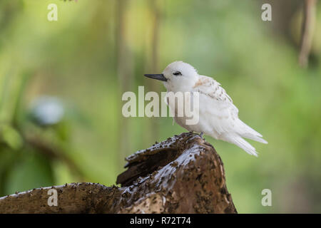 Weiße Tern oder Fairy Tern, (Gygis Alba), Bird Island, Seychellen Stockfoto