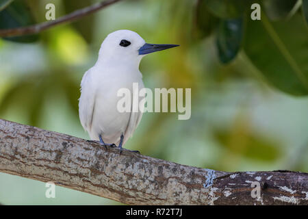 Weiße Tern oder Fairy Tern, (Gygis Alba), Bird Island, Seychellen Stockfoto