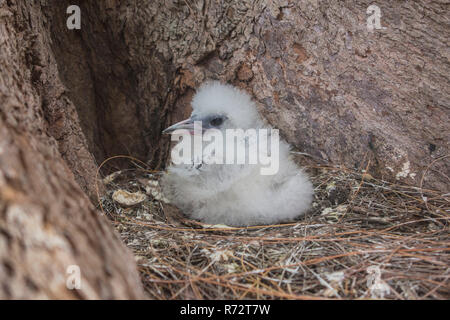 White-tailed tropicbird, (Phaethon Lepturus), Bird Island, Seychellen Stockfoto