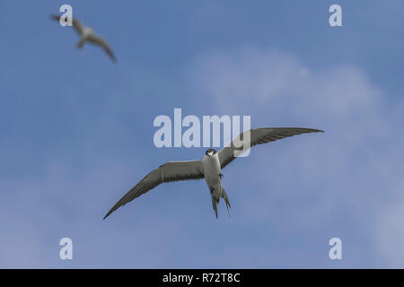 Verrußtes Seeschwalbe, Bird Island, Seychellen, (Onychoprion fuscatus) Stockfoto