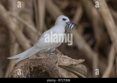 Weiße Tern oder Fairy Tern, (Gygis Alba), Bird Island, Seychellen Stockfoto