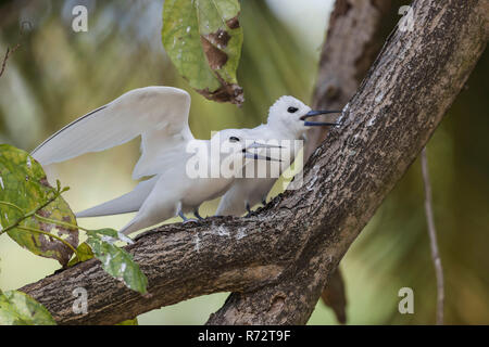 Weiße Tern oder Fairy Tern, (Gygis Alba), Bird Island, Seychellen Stockfoto