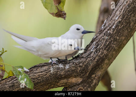 Weiße Tern oder Fairy Tern, (Gygis Alba), Bird Island, Seychellen Stockfoto