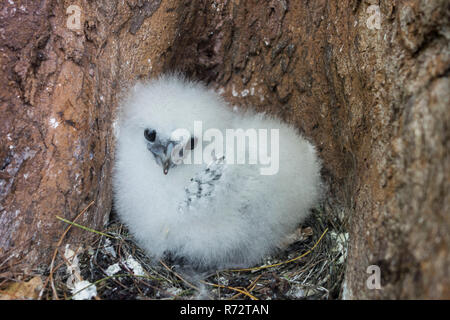 White-tailed tropicbird, (Phaethon Lepturus), Bird Island, Seychellen Stockfoto