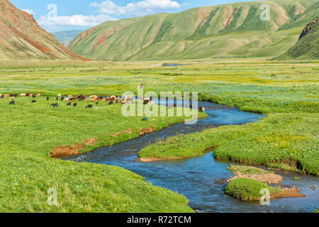 Schafherde Weiden entlang Mountain River, Naryn Schlucht, der naryn Region, Kirgisistan Stockfoto