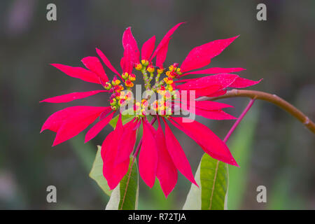 Nepalesische Poinsettia Weihnachtsstern rot Blume (Euphorbia pulcherrima), Pokhara, Nepal Stockfoto