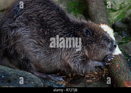 Eurasischen Biber (Castor Fiber) Stockfoto