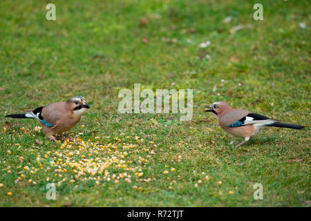 Eurasischen Eichelhäher (Garrulus glandarius) Stockfoto