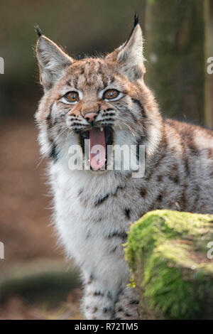 Eurasischen Luchs, Cub, (Lynx lynx) Stockfoto