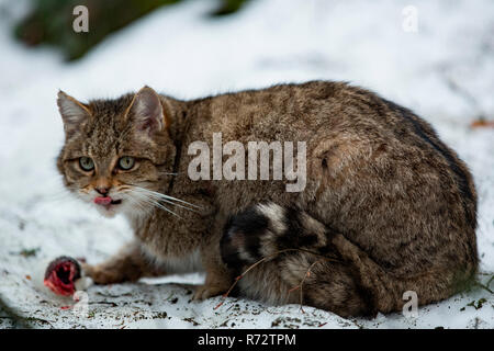 Die europäische Wildkatze (Felis silvestris silvestris) Stockfoto