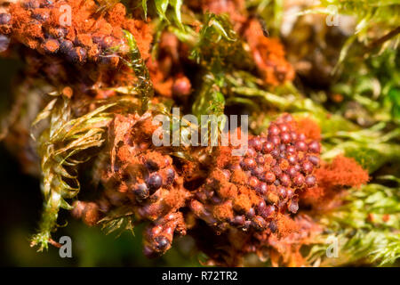 Karneval candy Schleimpilze Arcyria, (Denudata) Stockfoto