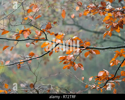 Buche Bäume und Blätter im Herbst bei Regen. Stockfoto