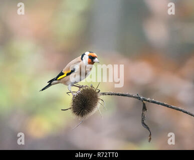 Kleiner Vogel Europäische Stieglitz auf karde Samen Kopf. Stockfoto