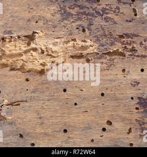 Holz Textur, Holz- Hintergrund mit Holz Wurmlöcher. Flach Bild Stockfoto