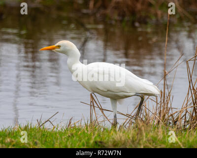 Kuhreiher (Bubulcus ibis) ny Waters Edge Stockfoto