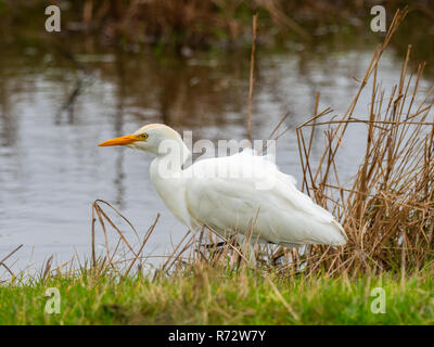 Kuhreiher (Bubulcus ibis) ny Waters Edge Stockfoto