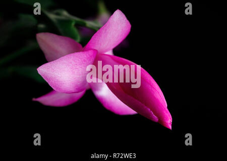 Blühende Blume, Weihnachtskaktus. Blume des sukkulente Pflanze schlumberger auf schwarzem Sockel isoliert. Stockfoto