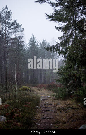 Ein kleiner Pfad in eine Tiefe skandinavischen Wald führenden Stockfoto