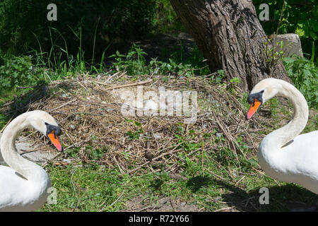 Das Swan's Nest in Heiligenhaus auf Abtskuecher Teich. Hump swan Paar das Nest vogel Eier bewacht. Stockfoto