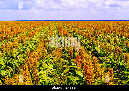Sorghum, Common Name für Mais - wie Gräser, die in Afrika und Asien, wo sie seit der Antike kultiviert wurden. Die Hirse pflanzen Felder Stockfoto