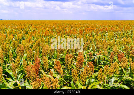 Sorghum, Common Name für Mais - wie Gräser, die in Afrika und Asien, wo sie seit der Antike kultiviert wurden. Die Hirse pflanzen Felder Stockfoto