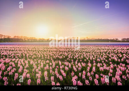 Bunt blühende Blume Bereich mit pinkfarbenen und blauen Hyazinthen während des Sonnenuntergangs. Beliebte Ausflugsziel im Frühling zu besuchen Stockfoto
