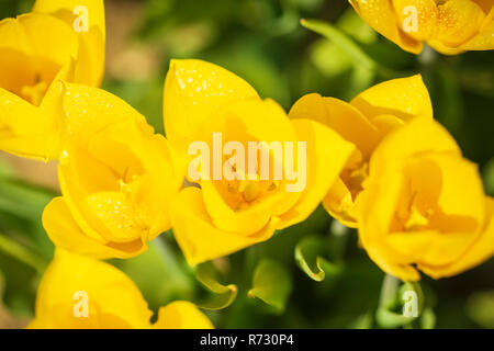 Nahaufnahme der blühenden bunten frischen Gelb holländischen Tulpen in einer Blume Feld auf einem sonnigen Frühling Tag mit blauem Himmel Stockfoto