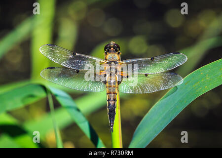 Nahaufnahme eines vier-spotted Chaser (Libellula quadrimaculata) oder vier-beschmutzte Skimmer Dragonfly Ruhestätte im Sonnenlicht auf grünem Schilf. Stockfoto