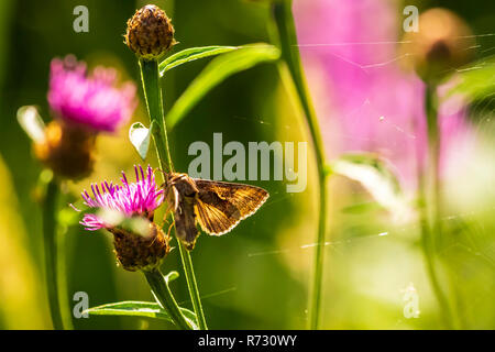 Tag aktiv Silber Y Autographa gamma Motte Bestäubung auf rosa und lila Distel Blumen tagsüber in hellem Sonnenlicht Stockfoto