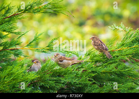 Haussperling Vogel (Passer domesticus) Nahrungssuche in einer Hecke auf einer bunten sonnigen Tag Stockfoto