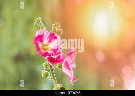 Nahaufnahme einer rosa gemeinsame Malve Blume, Alcea rosea, Zierpflanze in der Familie Malvaceae. Helle Farben, Sonnenlicht und lensflare Stockfoto