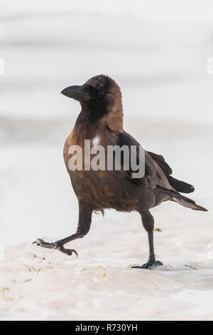 Nahaufnahme eines Hauses Crow Corvus Vogel auf einem weißen Sandstrand und hellem Sonnenlicht splendens Stockfoto