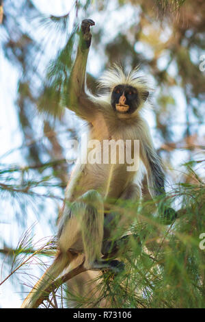 Wild Sansibar Red Colobus Monkey, Procolobus kirkii, in einem grünen Wald. Jozani Chwaka Bay National Park, Tansania. Stockfoto
