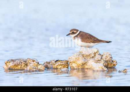 Gemeinsame Ringed Plover Charadrius hiaticula Wasservögel vogel Futter in zwischen den Felsen über Feuchtgebiete in einem tropischen Lebensraum Stockfoto