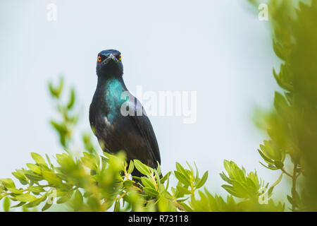 Schwarz-bellied Glossy Starling Lamprotornis corruscus Vogel auf einem Zweig in einem Wald thront. Stockfoto