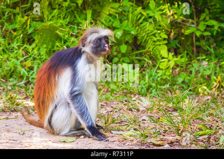 Wild Sansibar Red Colobus Monkey, Procolobus kirkii, in einem grünen Wald. Jozani Chwaka Bay National Park, Tansania. Stockfoto