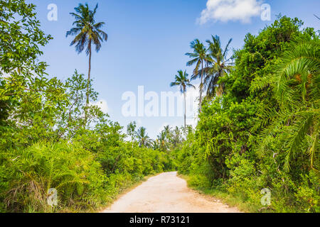 Tropischer Urwald Wald mit Wanderweg und Palmen an einem klaren Sonnentag Jozani Chwaka Bay National Park, Sansibar, Tansania Stockfoto