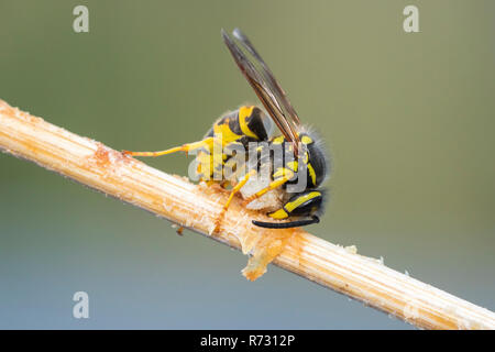 Wespe insekt Fütterung auf Reste auf einem Tisch in einem Garten. Dies kann eine Plage für die Menschen sein. Stockfoto