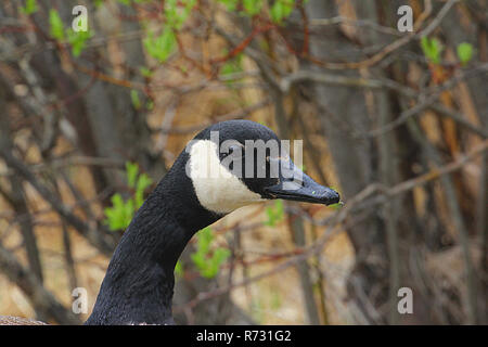 Kanadagans, Vögel von Nordamerika Stockfoto