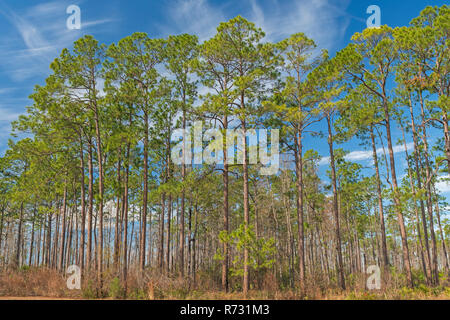 Longleaf pines im Südosten Stockfoto