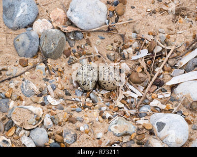 Austernfischer (Haematopus ostralegus) Nest mit zwei Eiern bei Blakeney Punkt auf der North Norfolk Coast Stockfoto