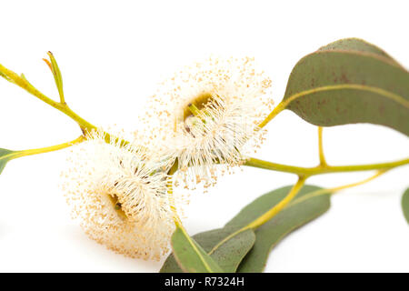 Flora von Gran Canaria - Blumen von Eucalyptus globulus, Tasmanische bluegum, isoliert auf weißem Stockfoto